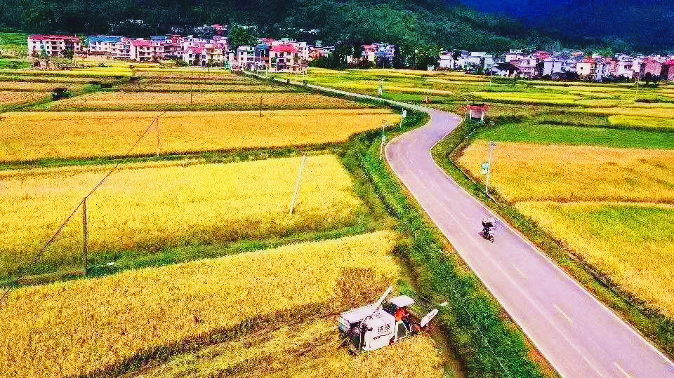 京山富硒大米产自哪里