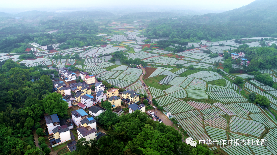 广西哪有富硒大米种植