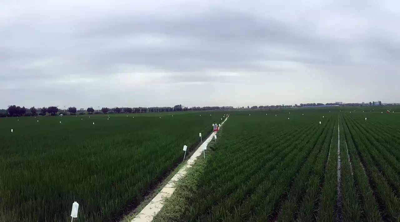 东北富硒大米种植价格