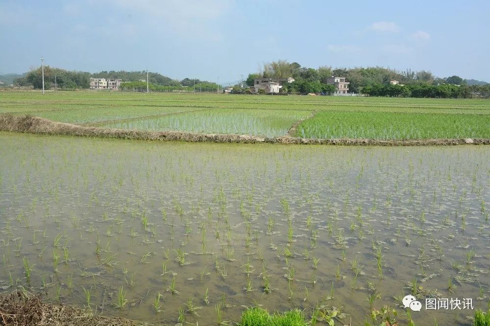 有机富硒大米种植流程