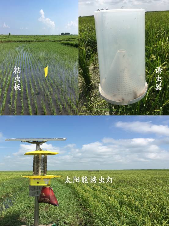 宝清富硒大米生长环境