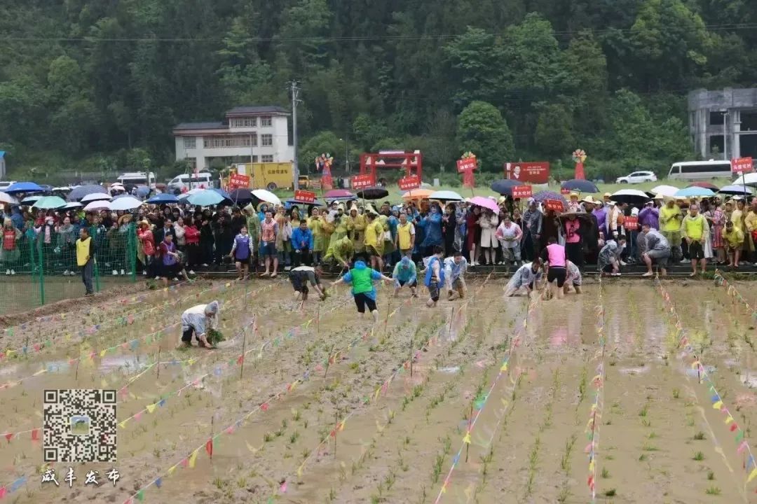 湖北恩施富硒大米打造