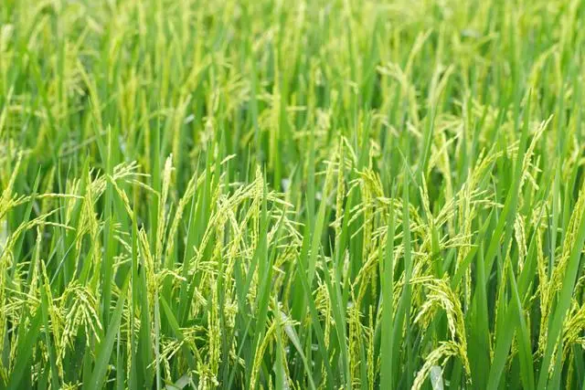 沈阳有机富硒大米加工