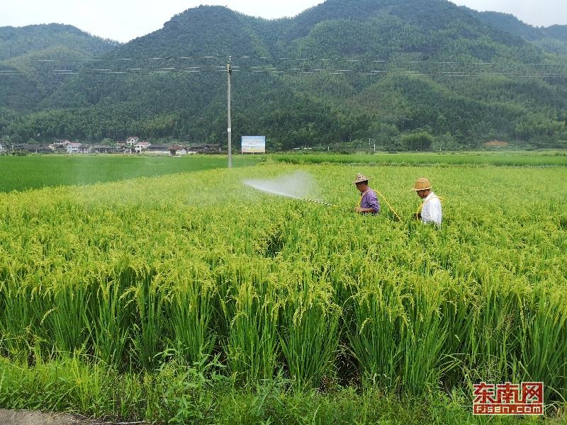 福建光泽寨里富硒大米