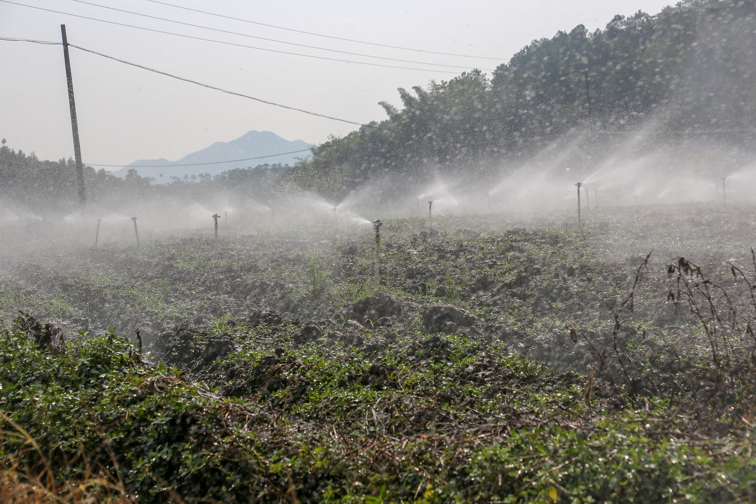 富硒大米种植项目介绍