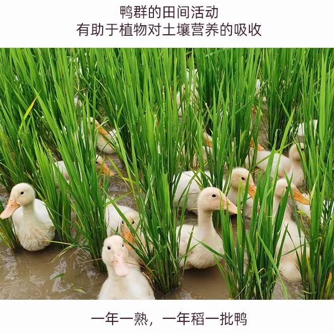 这是一张好米生长自好土壤，营养富硒，绿色环保，沁人“心田”！的配图