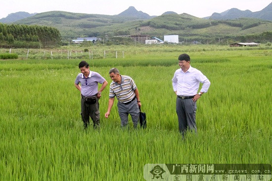 广西富硒大米生产技术