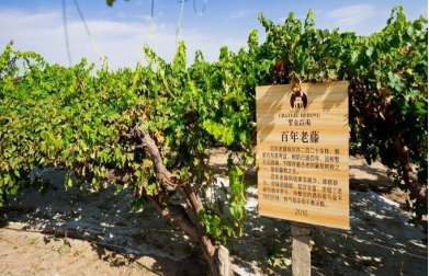 宁夏有机富硒大米价格