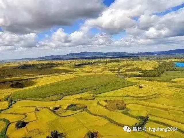 吉林富硒大米生产基地
