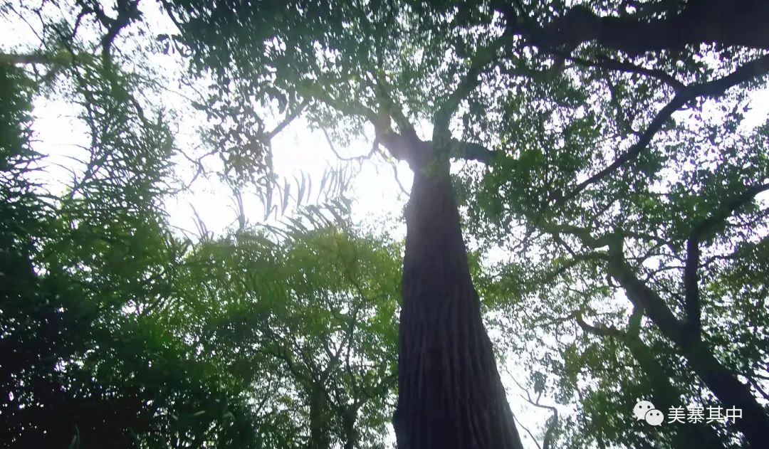 西坑香富硒大米特香好