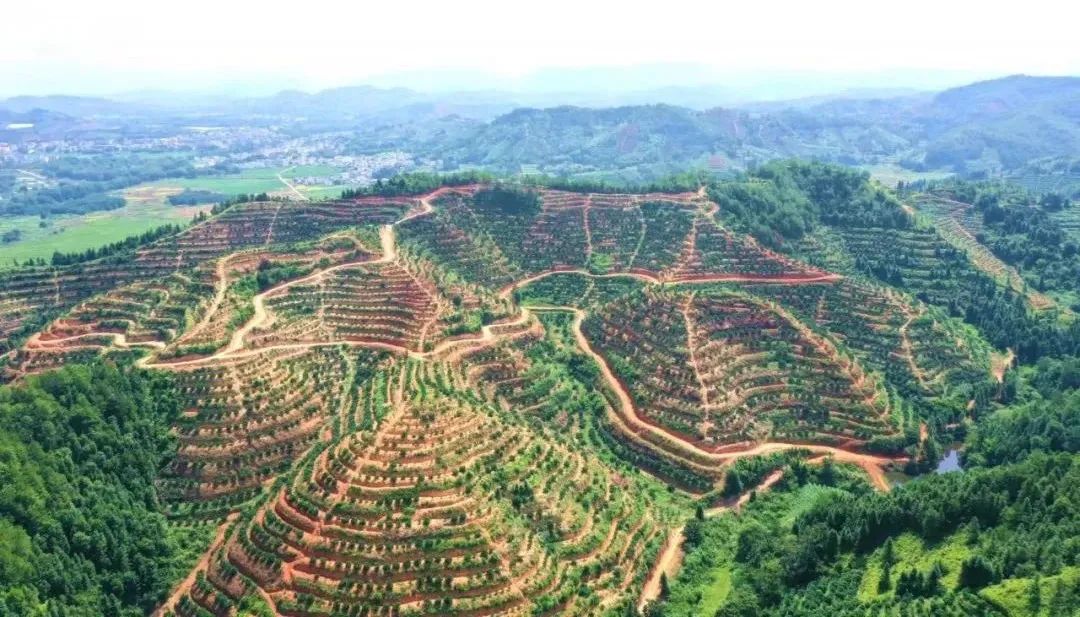 怎么选大米富硒好不好