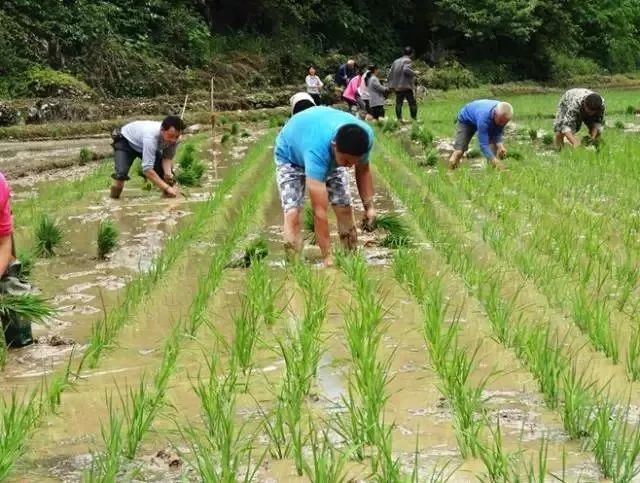 富硒大米适合什么人吃