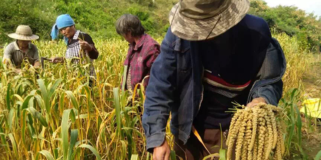 湖北小米杂粮,小米