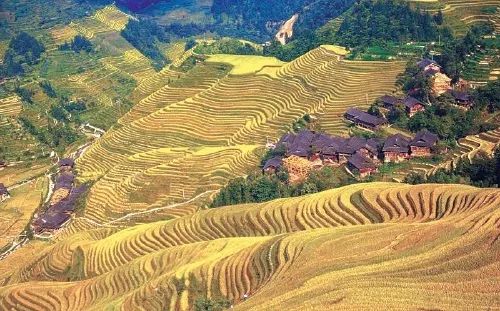 广西陆川富硒大米公司
