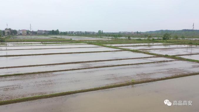 鄱阳湖富硒大米怎么样