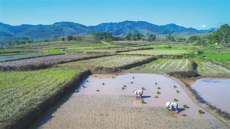黑龙江富硒大米主产区