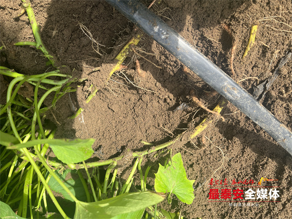 富硒地瓜哪里最好最甜