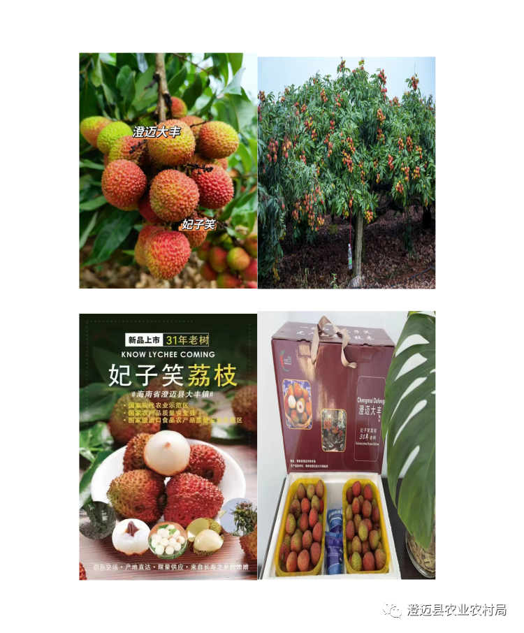 海南桥头富硒地瓜特点