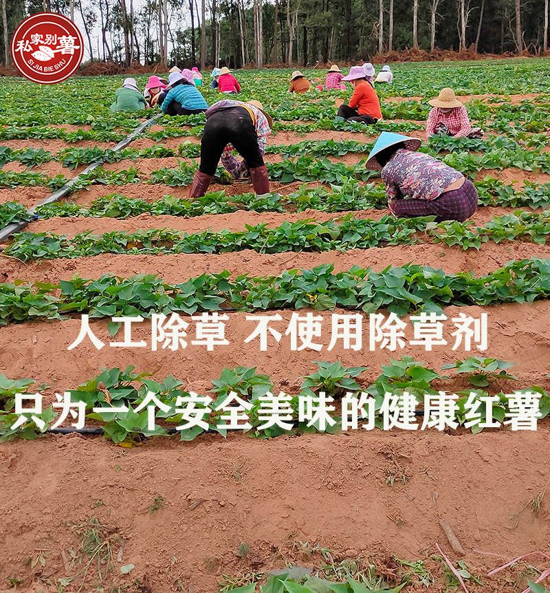 富硒地瓜哪个品牌好吃