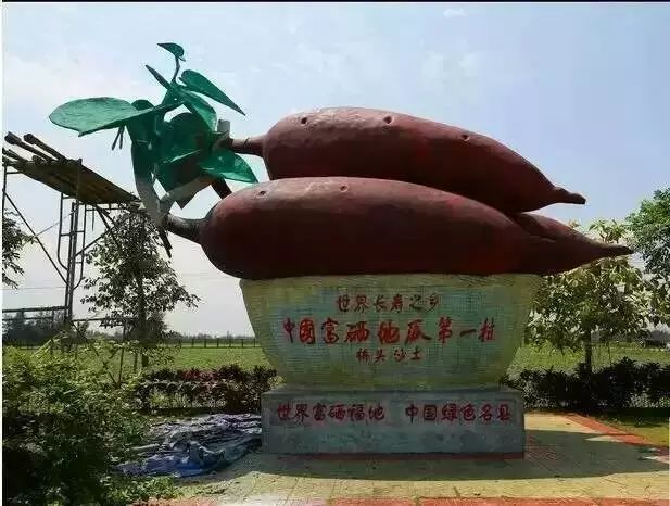 海南澄迈富硒地瓜产地