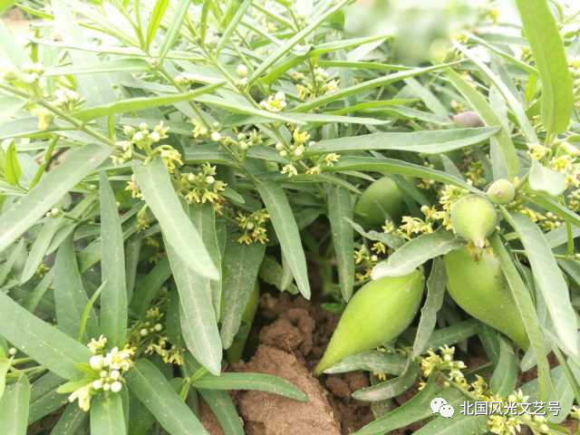 包头富硒地瓜价格多少