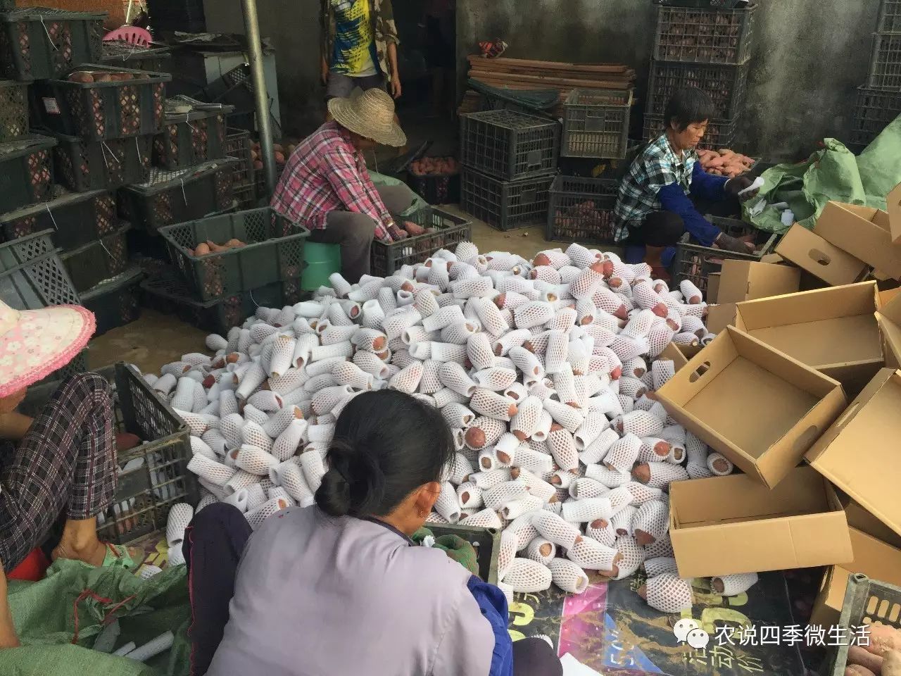 海南澄迈富硒地瓜价格