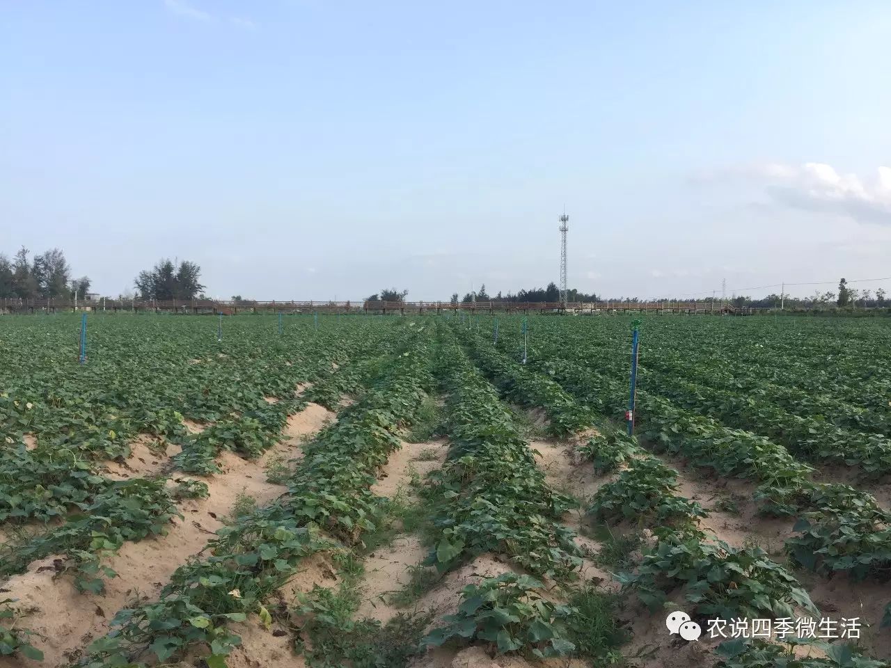 海南澄迈富硒地瓜价格