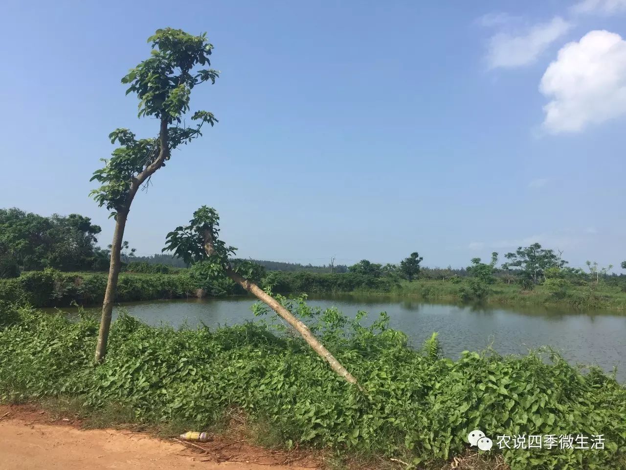 海南澄迈富硒地瓜价格