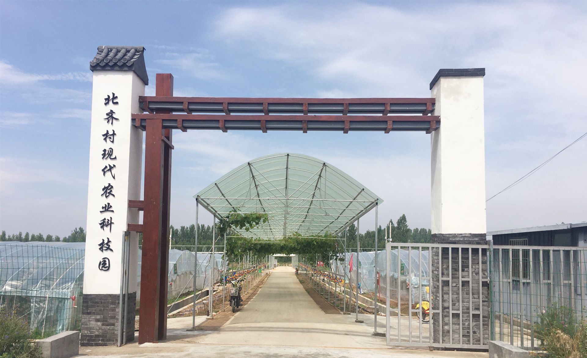 邹城富硒地瓜种植面积