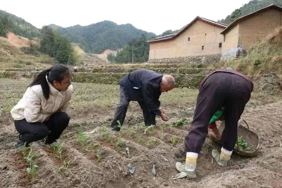 福建富硒地瓜种子价格