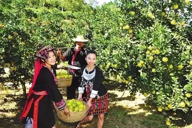 澄迈桥头富硒地瓜粉吗