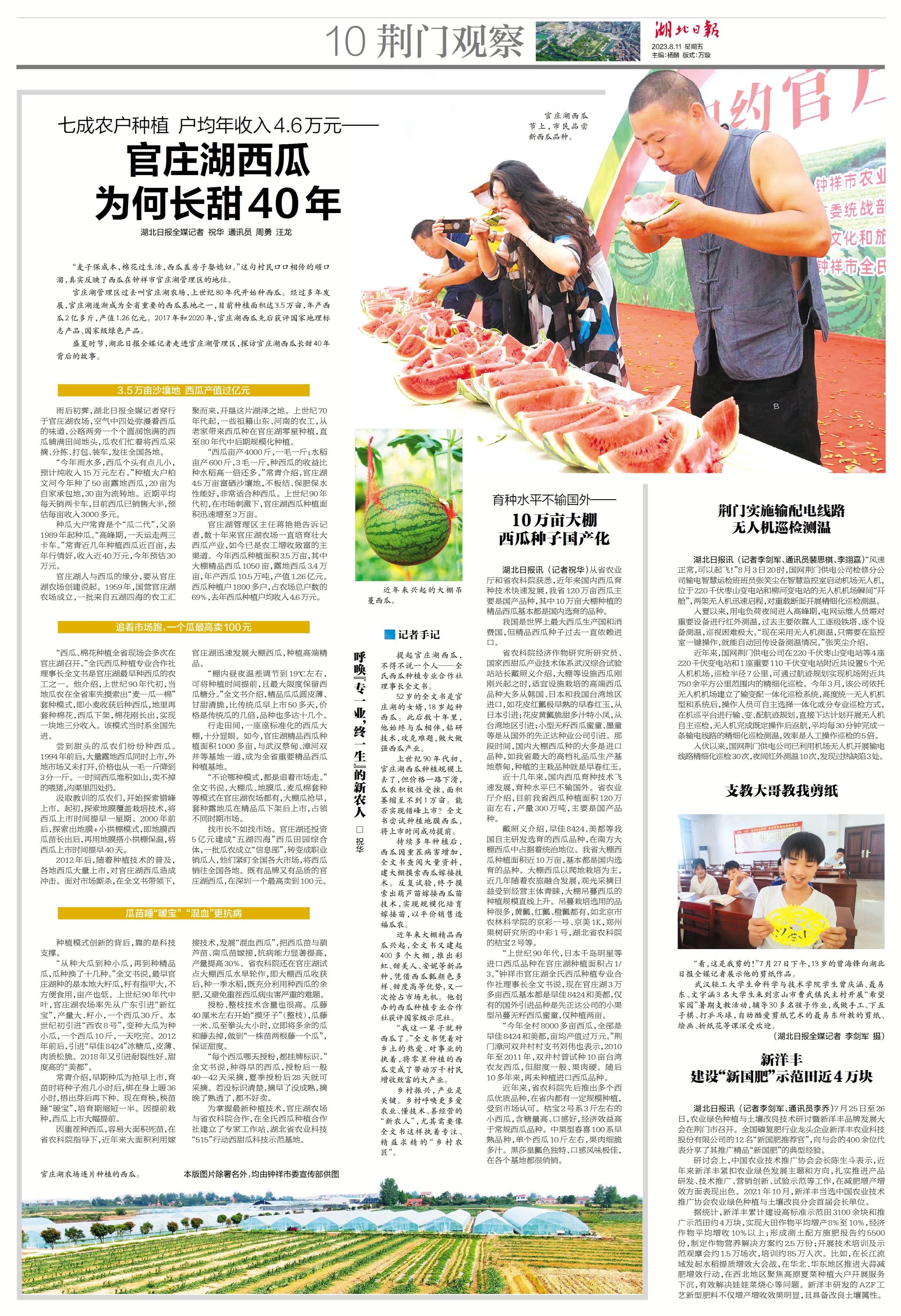桥头富硒地瓜1号种植