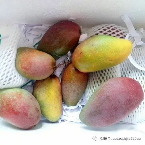 桥头富硒地瓜味美香甜