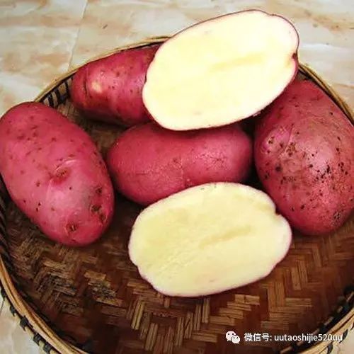 桥头富硒地瓜味美香甜