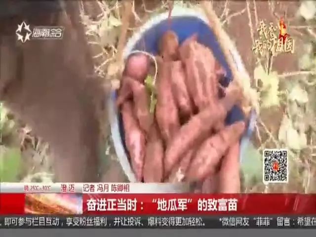 种富硒地瓜苗哪里有卖