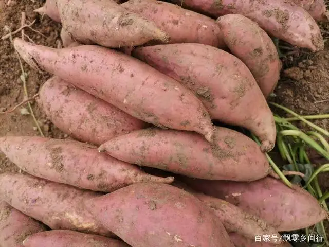 富硒地瓜和蜜薯哪个好