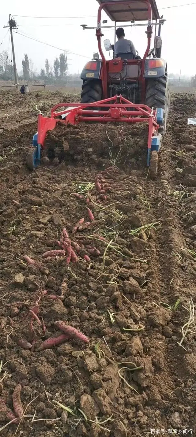 富硒地瓜和蜜薯哪个好