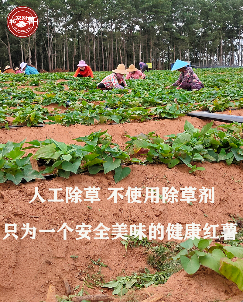 富硒地瓜蒸烂了怎么办