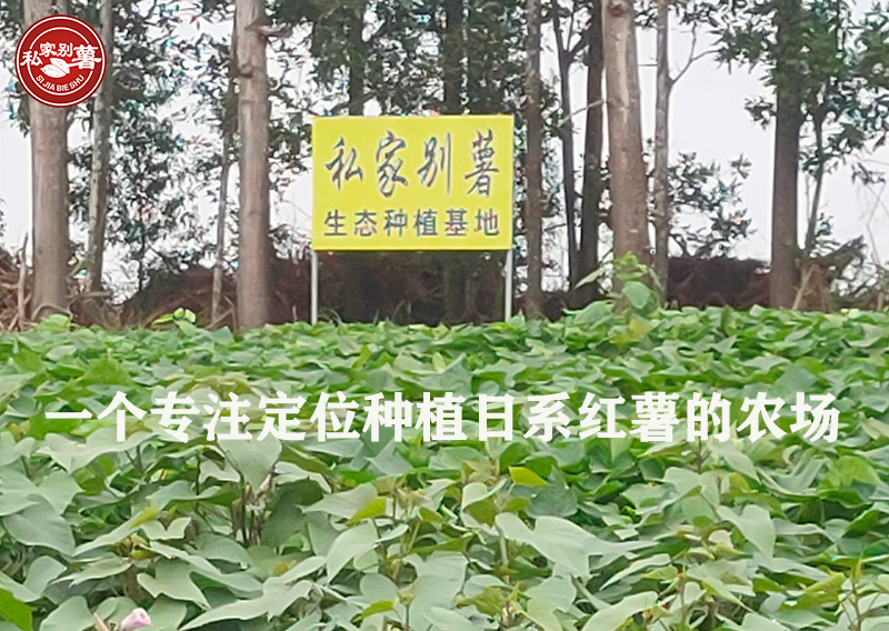 富硒地瓜蒸烂了怎么办
