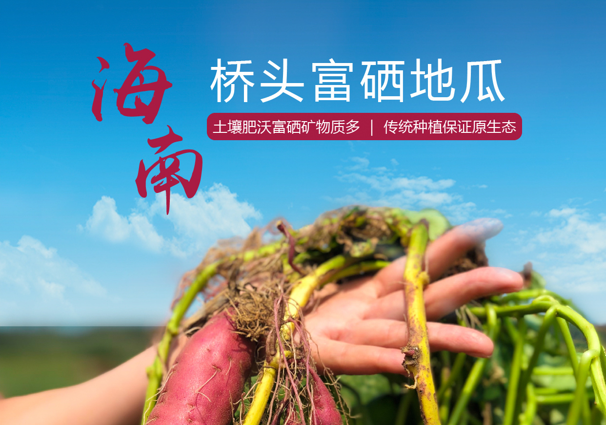 三亚桥头富硒地瓜位置