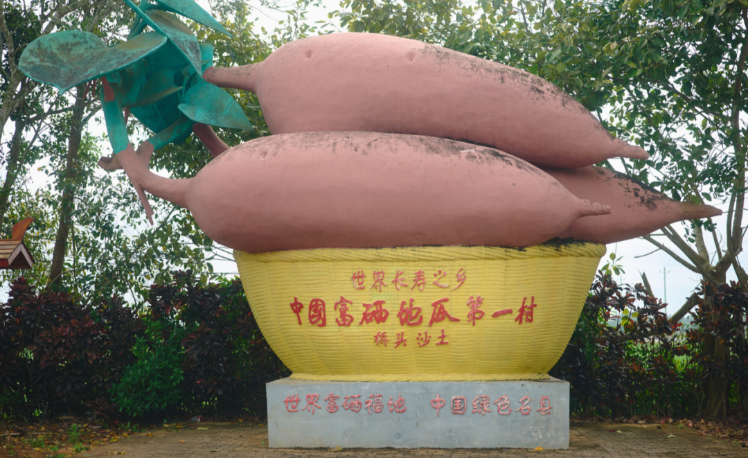 富硒的地瓜是什么样的