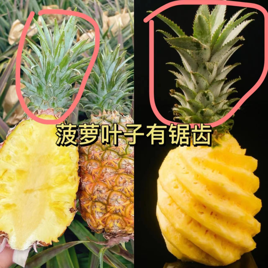 富硒的地瓜是什么样的