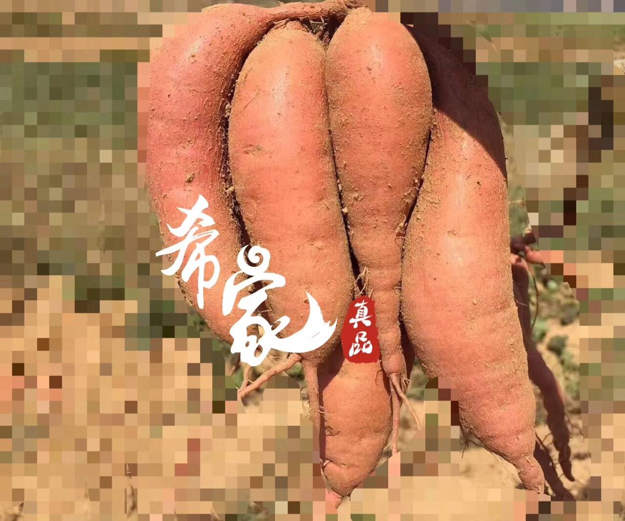 富硒的地瓜是什么样的
