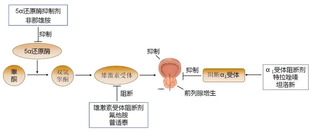 长期补锌有什么副作用