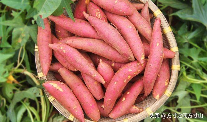 富硒地瓜和红薯一样吗