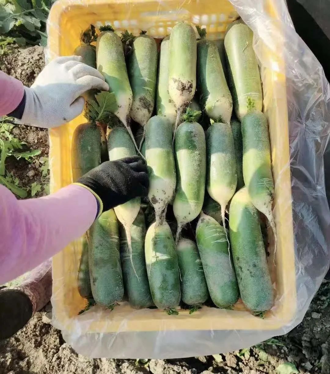 胜山富硒地瓜怎么样啊