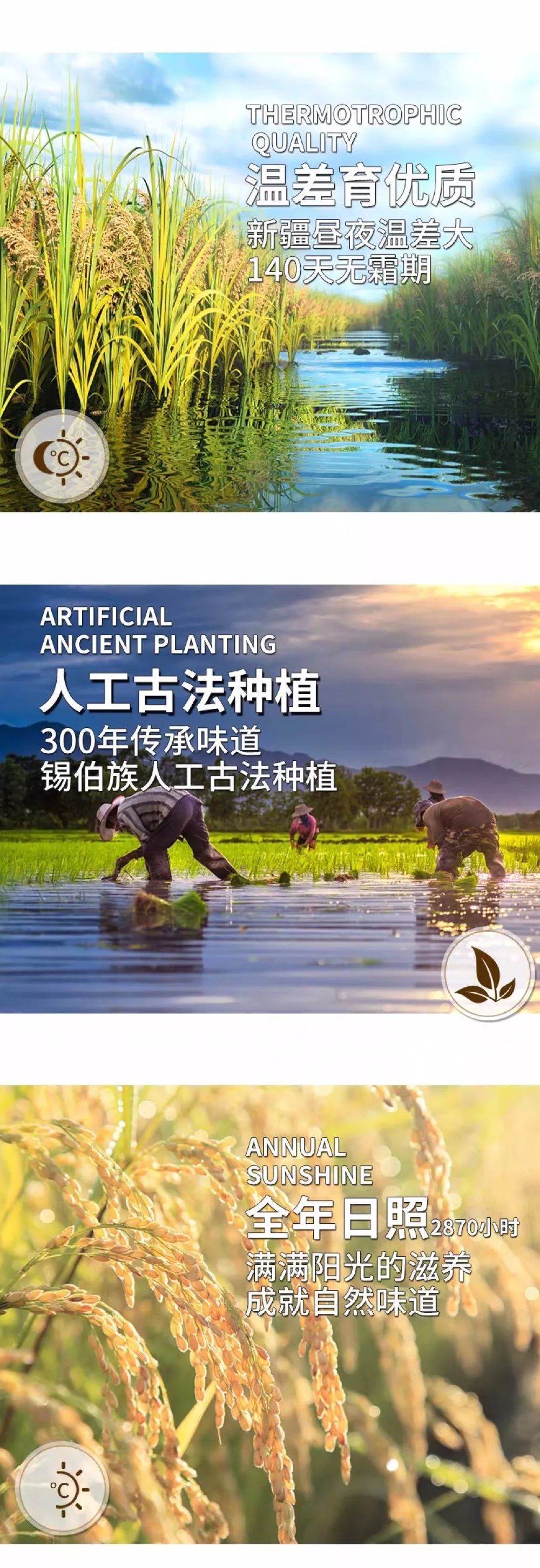 新疆富硒小麦面粉厂家