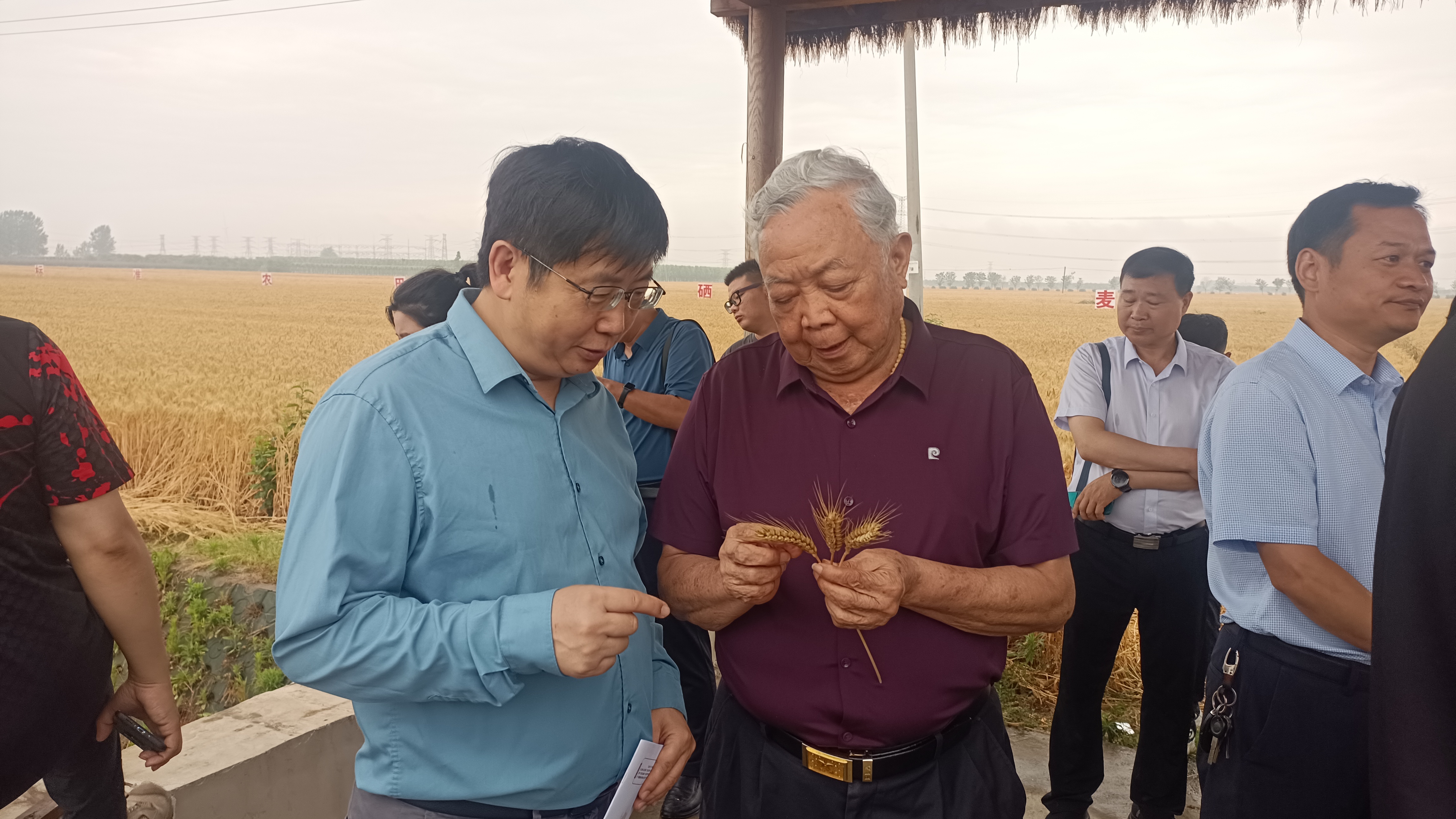 富硒小麦面粉市场价钱