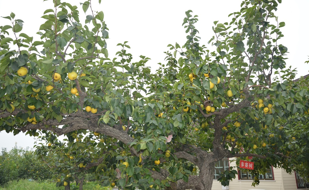 秦皇岛昌黎县富硒面粉