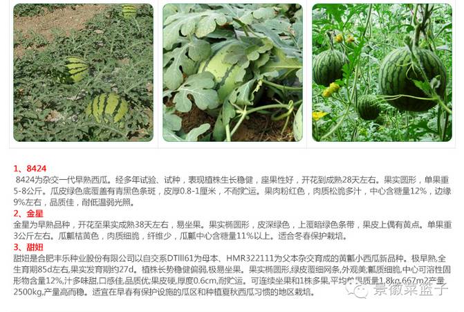 如何打造富硒蔬菜大棚